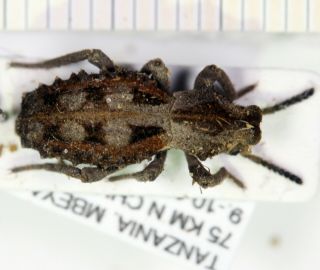 Tenebrionidae Sepidium Tanzania Vi