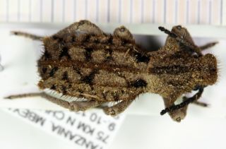 Tenebrionidae Sepidium Tanzania Iv