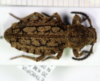 Tenebrionidae Sepidium Ethiopia Ii