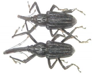 Curculionidae Vanapa Oberthuri Pair A1 Male 52mm (west Papua)