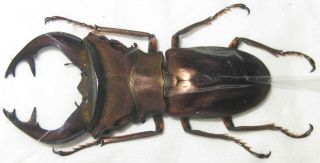 Lucanidae Cyclommatus Weinreichi Male A1 42mm (west Papua)