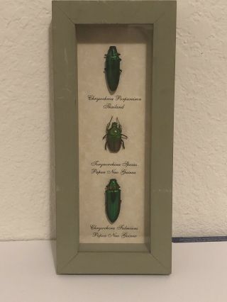 Real Framed Green Beetle