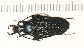 Carabidae Carabus Coptolabrus Apotomopterus Guangxi (5)