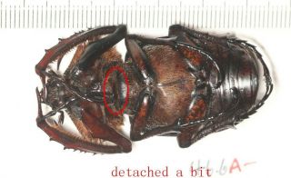 Dynastidae Euchiridae Propomacrus Davidi Fujianensis 46 (1)