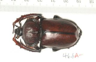 DYNASTIDAE Euchiridae Propomacrus davidi fujianensis 46 (1) 2
