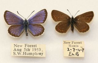 Silver Studded Blue - An Old Pair From The Forest 1949 And 53