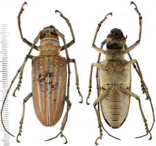 Rosenbergia Weiskei - Cerambycidae 51mm From Jayapura,  West Papua,  Indonesia