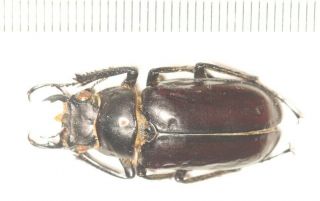 Lucanidae Lucanus Pseudolucanus Gracilis M S.  Tibet