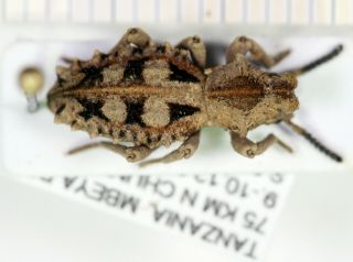 Tenebrionidae Sepidium Tanzania Iii