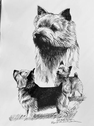 Norwich Terrier Ltd Ed Print By Van Loan 11x17