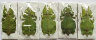 Phyllium Pulchrifolium Green 5 Females Real Leaf Insect Taxidermy Art