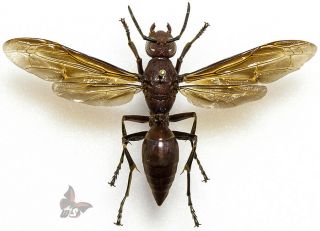 Polistes Gigas - Giant Wasp From Vietnam,  Wingspan 61mm,  Mounted,  Actual Specimen