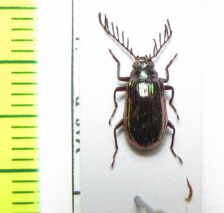 Tenebrionidae Sp. ,  Malaysia,  Borneo