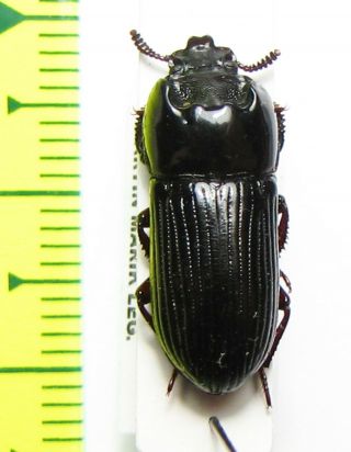 Tenebrionidae Sp. ,  Australia
