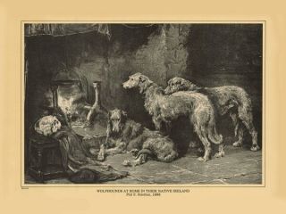 Irish Wolfhound Print " Wolfhounds In Native Ireland