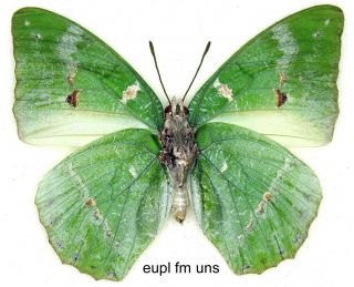 Butterfly - 1 x mounted female Scarce Charaxes eupale latimargo (Good A1 -) 2