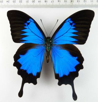 , Entomology,  Butterfly: Papilio Ulysses Ambonia Male Ambon,