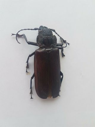 Prioninae Ctenoscelis ater 7.  6 cm Cerambycidae Loreto Peru Beetle Insect 2