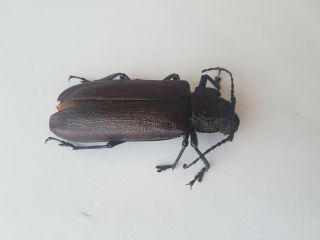 Prioninae Ctenoscelis ater 7.  6 cm Cerambycidae Loreto Peru Beetle Insect 3
