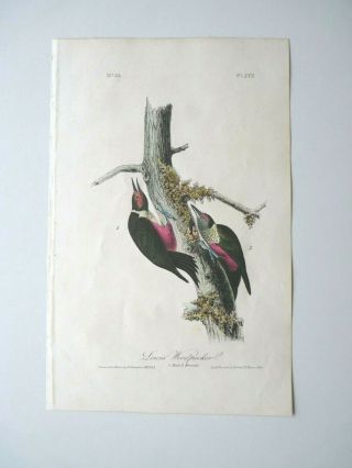 Lewis Woodpecker John James Audubon 1st Edition Color Print 1840s Plate 272