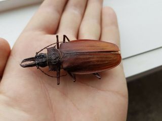 Macrodontia Crenata 6 Cm Cerambycidae Peru Beetle Insect