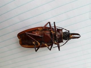MACRODONTIA crenata 6 cm Cerambycidae Peru Beetle Insect 3