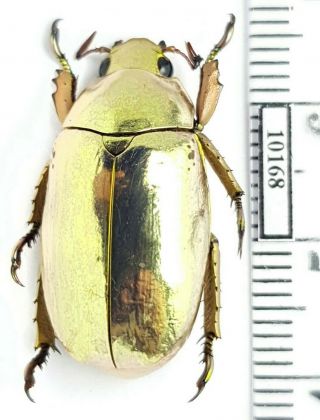 Scarabaeidae,  Rutelinae Chrysina Kalinini Sp.  N.  2019 Panama Topotype