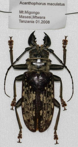Acanthophorus Maculatus 71mm,  (tanzania)