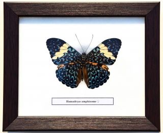 Real Hamadryas Amphinome Butterfly In Framed Display : Taxidermy