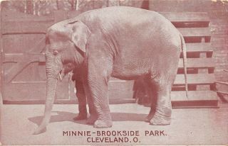 Cleveland Ohio 1910 Postcard Minnie The Elephant Brookside Park Zoo