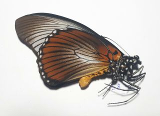 Papilio Zalmoxis,  Papilionidae,  Male,  2021 - 58