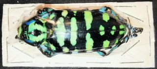 Cerambycidae Calloplophora Sp 55mm Xxxl A1,  From Borneo,  Sabah - Extra Fine