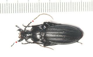 Carabidae Carabus Apotomopterus Coptolabrus Yunnan
