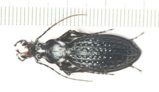 Carabidae Carabus Apotomopterus Coptolabrus Nw Guangxi