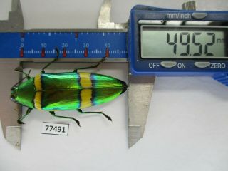 77491 Buprestidae: Chrysochroa Viridisplendens.  Vietnam South