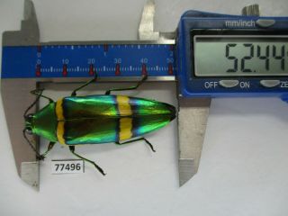 77496 Buprestidae: Chrysochroa Viridisplendens.  Vietnam South