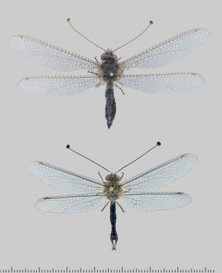 Neuroptera,  Bubopsis Tancrei Ssp.  Antlion.  Turkmenistan.  Extra Rare