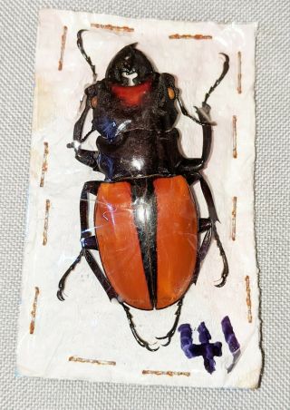 Beetle - Odontolabis Vollenhoveni Male 53mm,  - From Sabah (41)