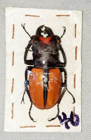 Beetle - Odontolabis Vollenhoveni Male 53mm,  - From Sabah (40)