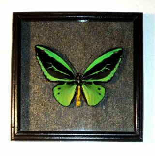 Ornithoptera Poseidon.  Real Insect In Frame Made Of Expensive Wood