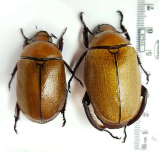 Scarabaeidae,  Rutelinae Heterosternus Oberthueri Panama Big Pair