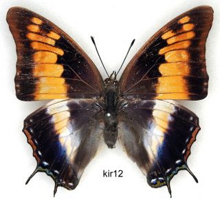 Butterfly - 1 X Mounted Female Scarce Charaxes Kirki (good A1 -)
