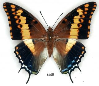 Butterfly - 1 X Mounted Female Scarce Charaxes Saturnus (good A1 -)