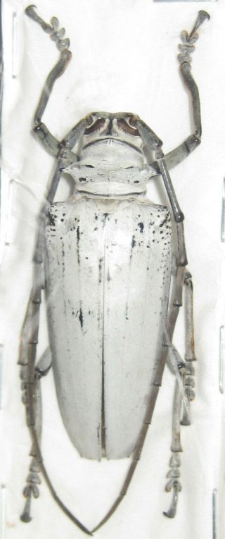 Cerambycidae Rosenbergia Vetusta A1 48mm (west Papua)