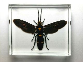 Megascolia Procer Javanensis.  Real Giant Scoliid Wasp Embedded In Clear Resin.