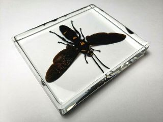 MEGASCOLIA PROCER JAVANENSIS.  Real Giant Scoliid Wasp embedded in clear resin. 2