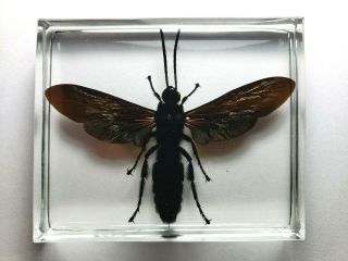 MEGASCOLIA PROCER JAVANENSIS.  Real Giant Scoliid Wasp embedded in clear resin. 3
