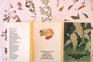 SET of 32pcs Green Pharmacy Medicinal Plants Herb USSR Russian postcard 1991 3