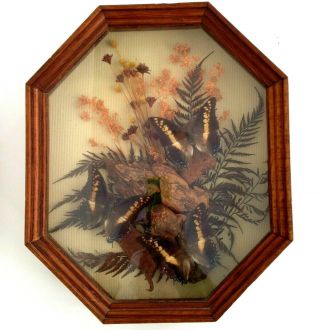 Chuck Kondor Originals Vintage Butterfly Taxidermy 3 Specimens Natural Setting