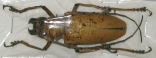 Cerambycidae Rosenbergia Mandibularis A1 57mm (west Papua)
